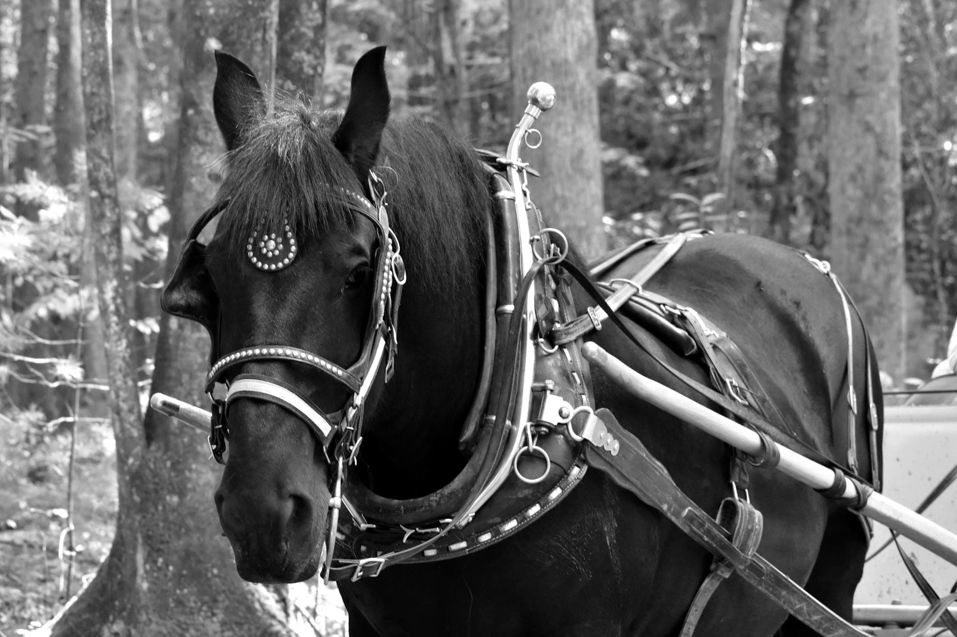 Cotswold Carriage Driving, equestrian venue in Long Newnton, Gloucestershire