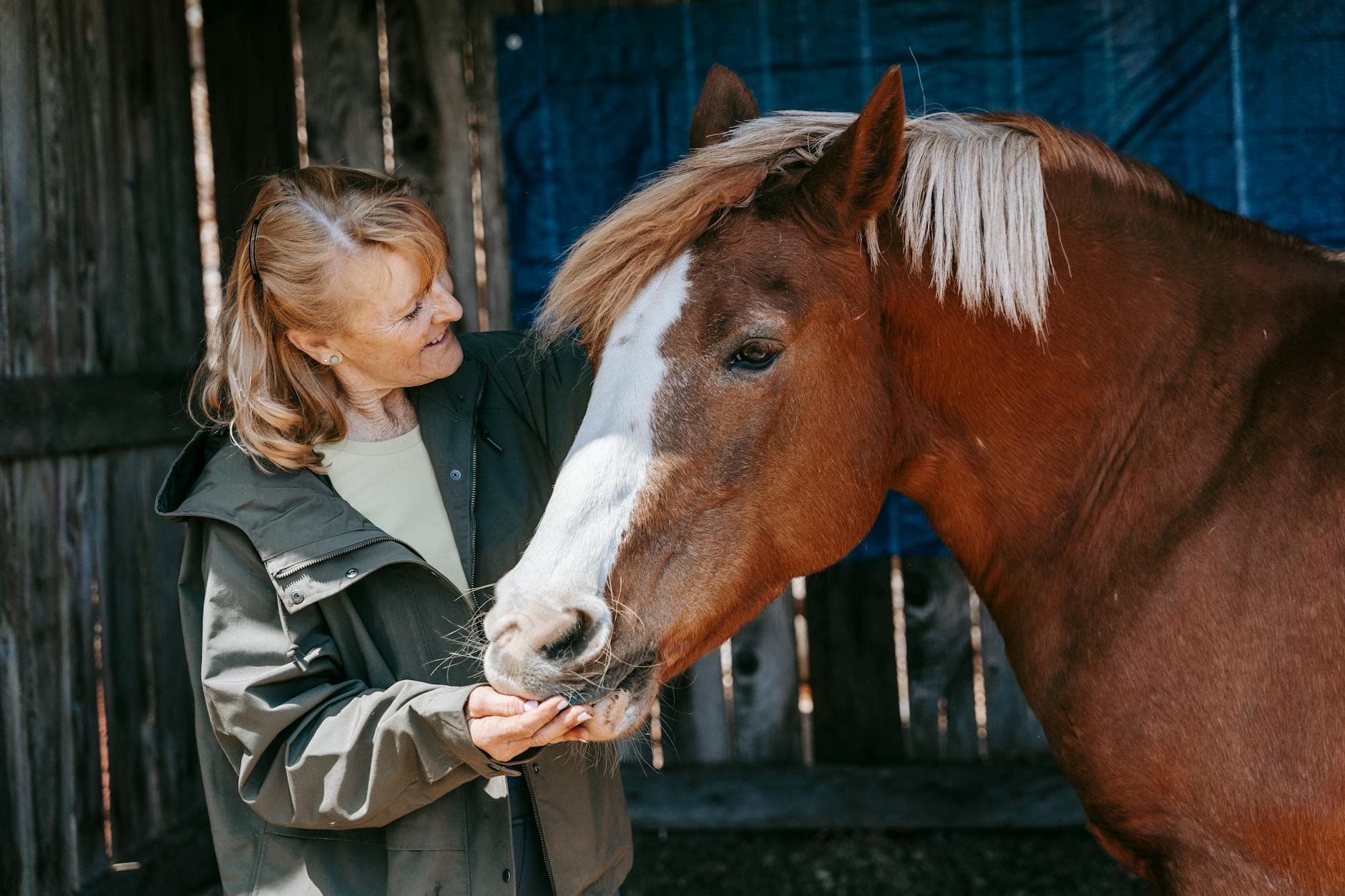 Strength and Learning Through Horses, equestrian venue in Barnet, Greater London