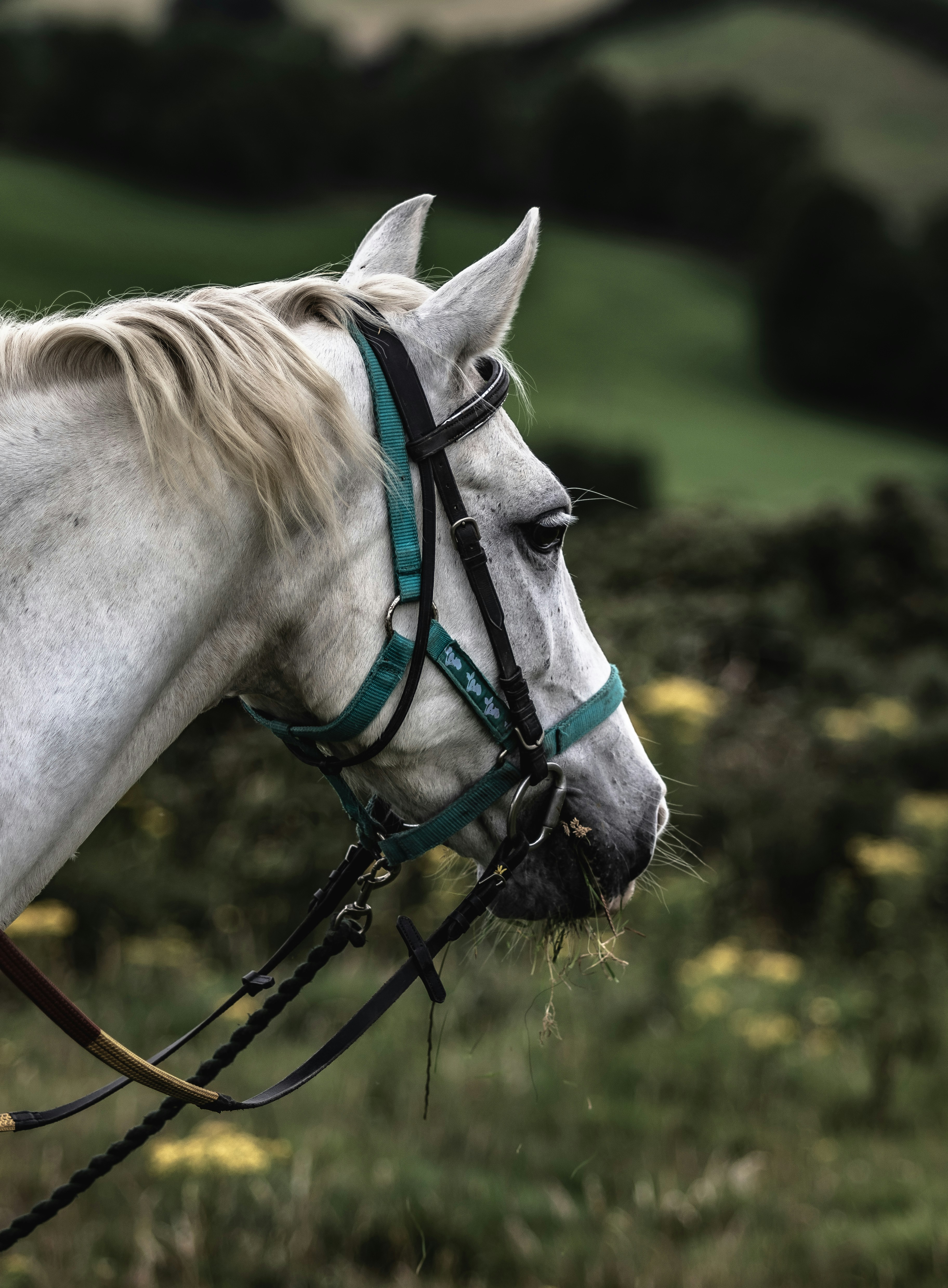 Own-a-Pony Days